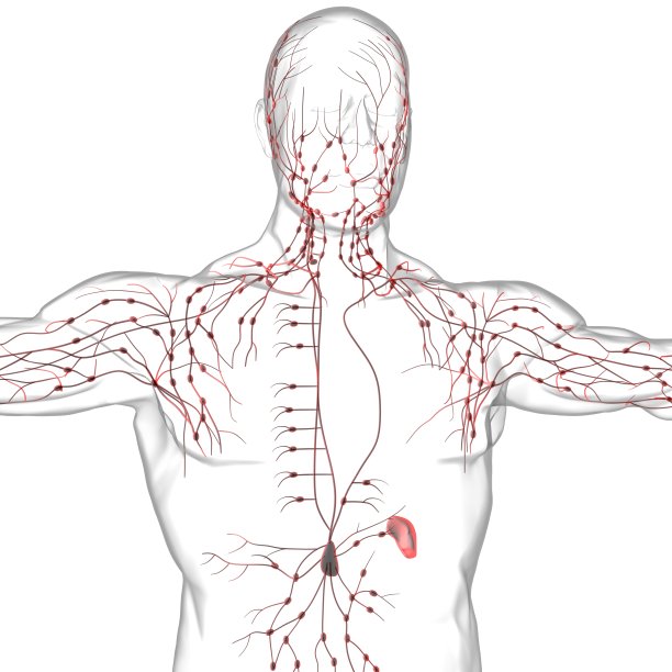 thymus
