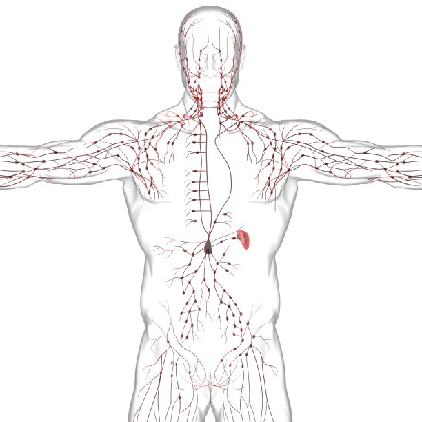 thymus