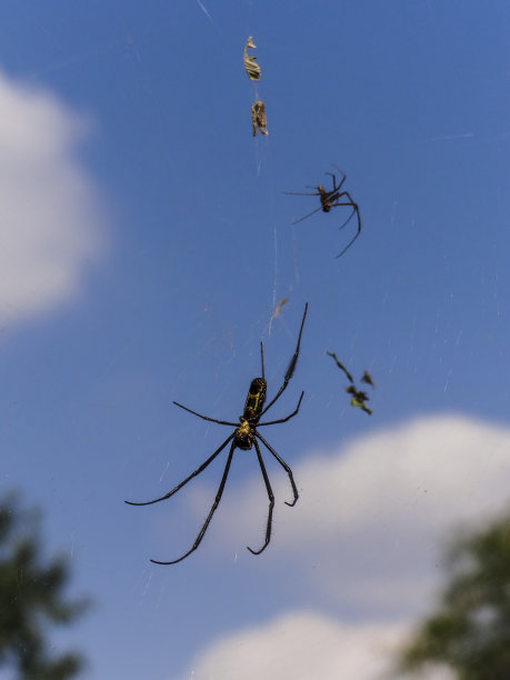 arachnid
