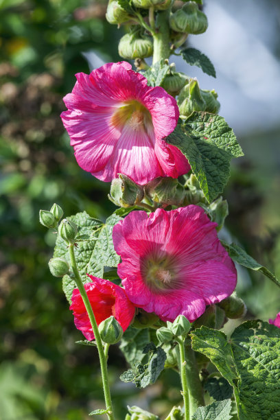 stockrose