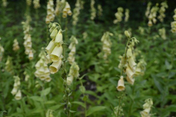 digitalis