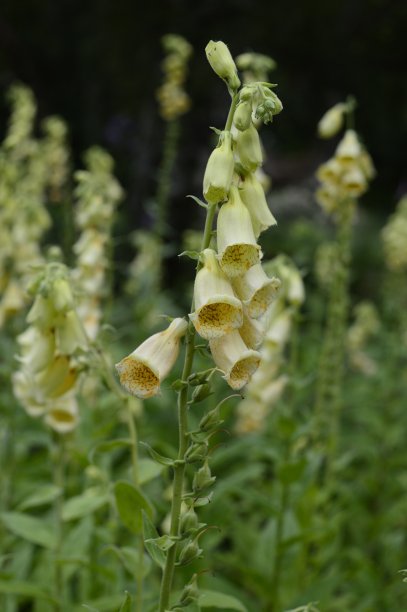 digitalis