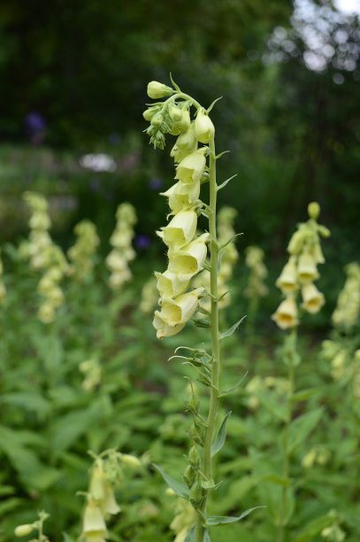 digitalis