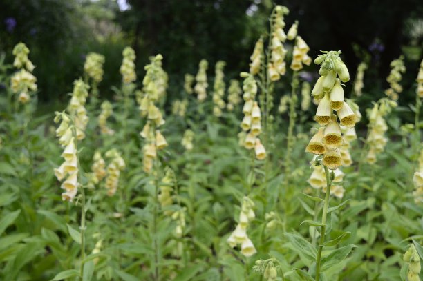 digitalis