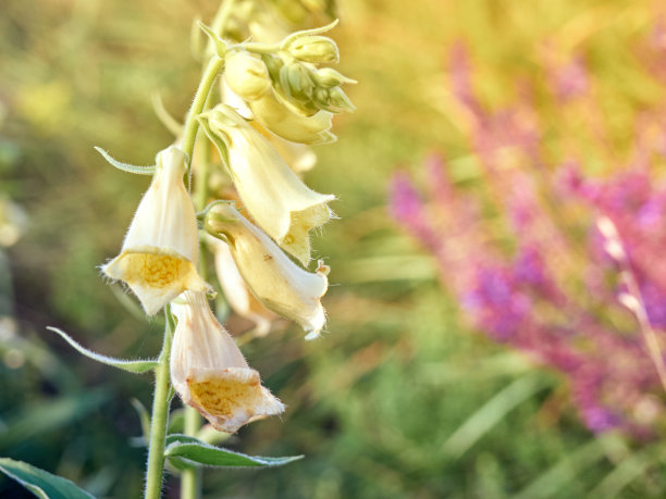 digitalis