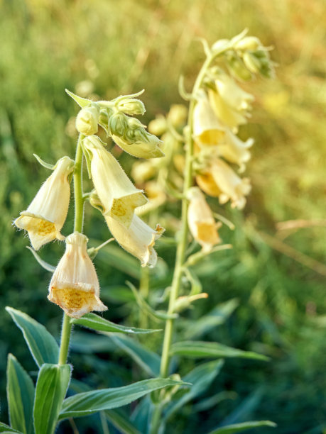 digitalis