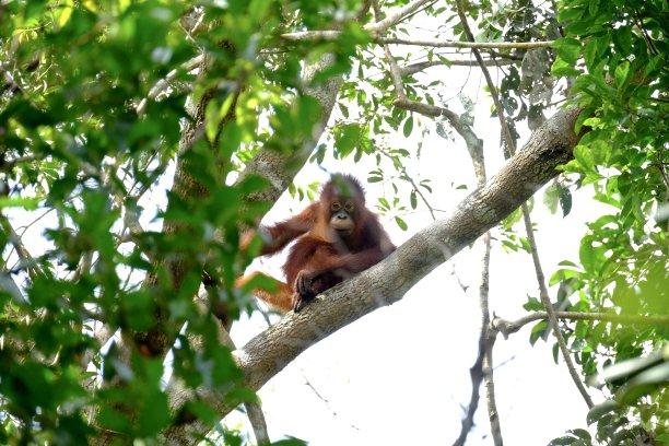 kalimantan