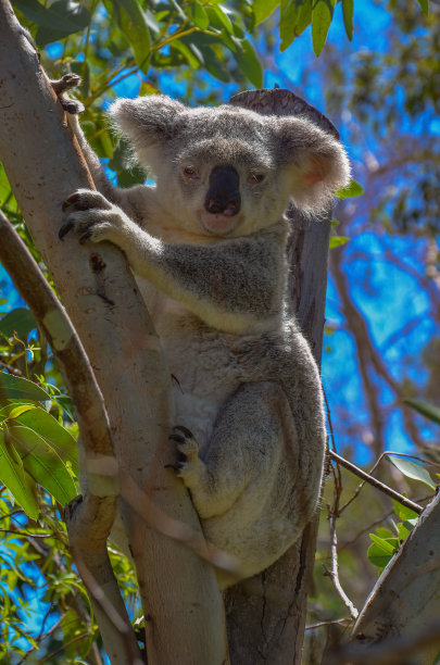 koala