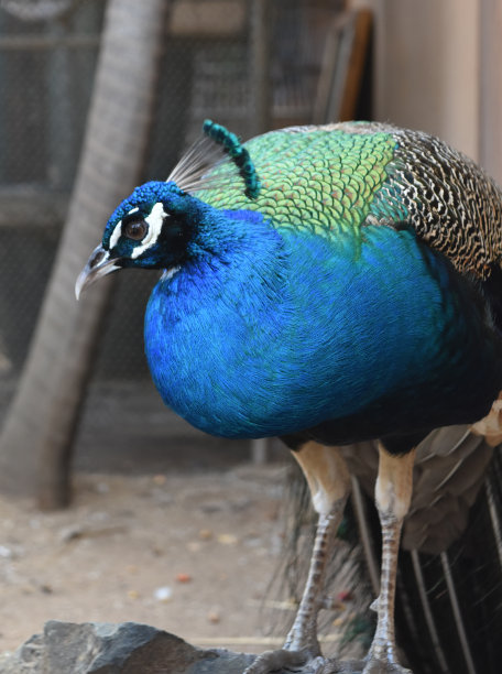 preen