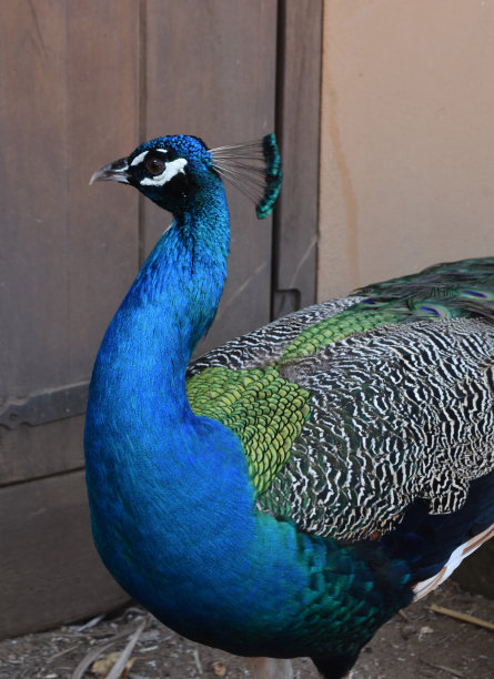 preen