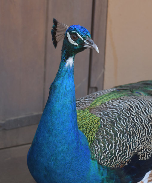 preen
