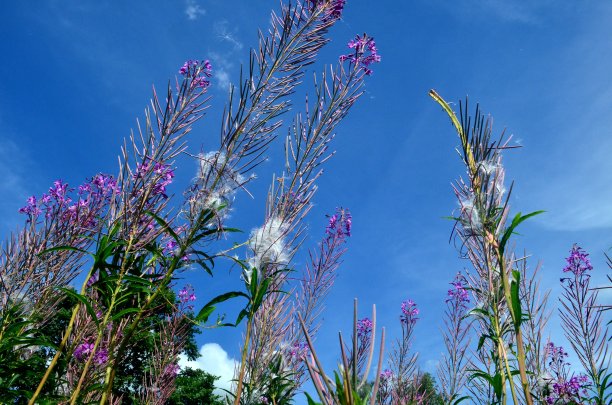 epilobium