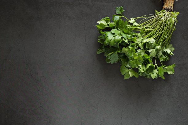 cilantro
