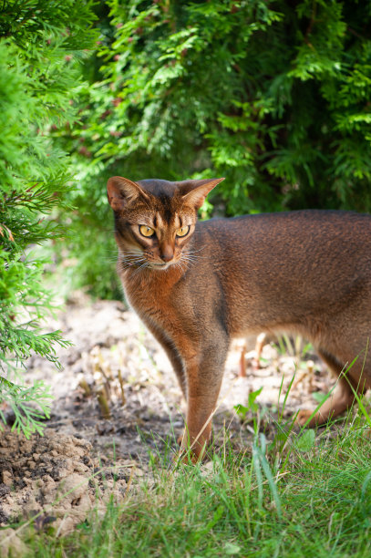 abyssinian猫