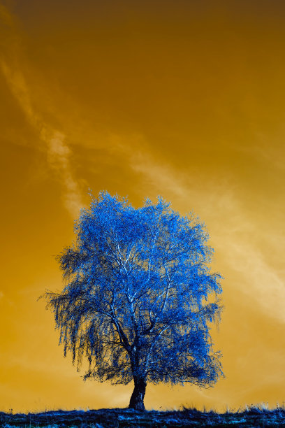 秋天里金黄色树
