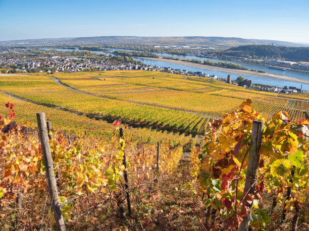 rudesheim