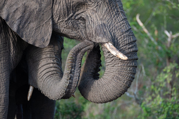 pachyderm