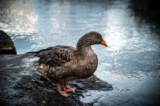 鱼鳞霞