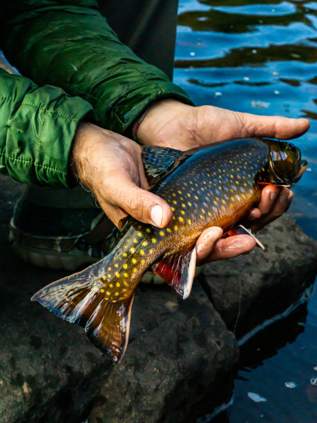salvelinus