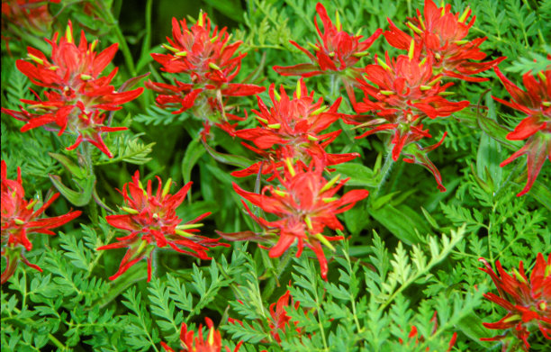 hawkweed