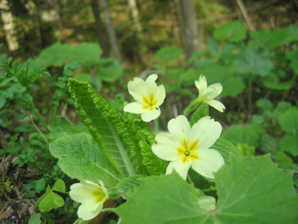 primula