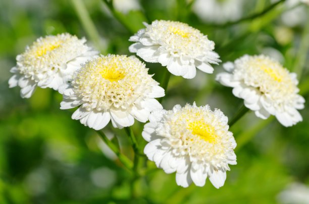 camomiles