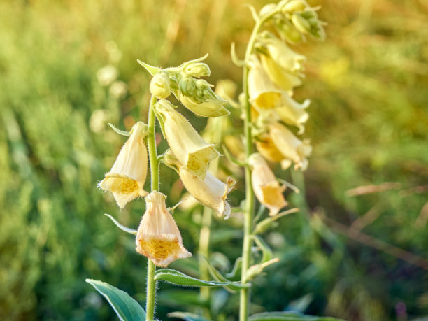 digitalis