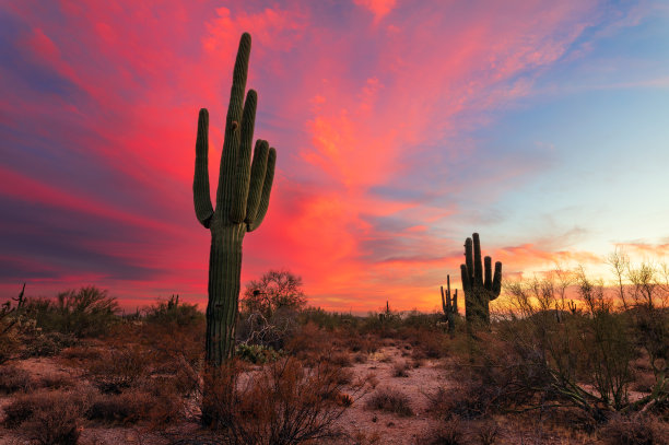 cactus