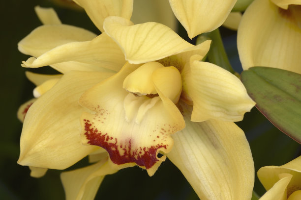 cymbidium