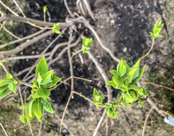 twig