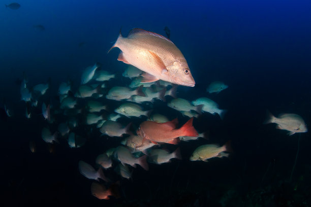 snapper
