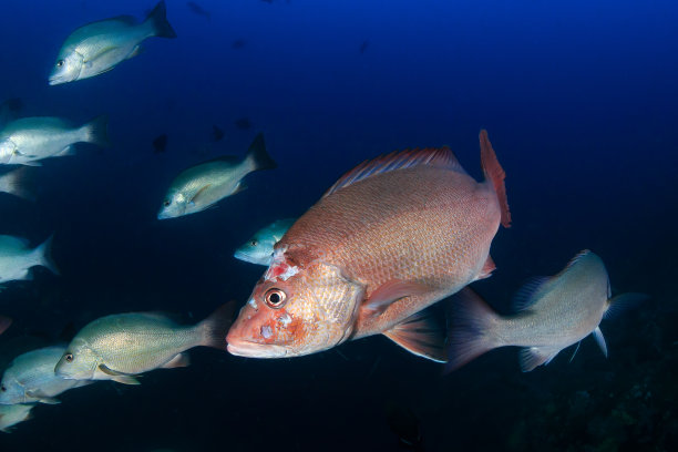 snapper
