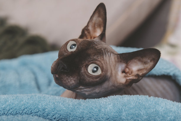 sphinx
