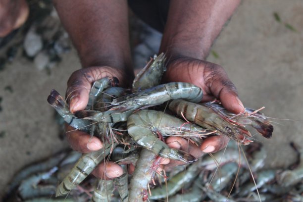 shrimps
