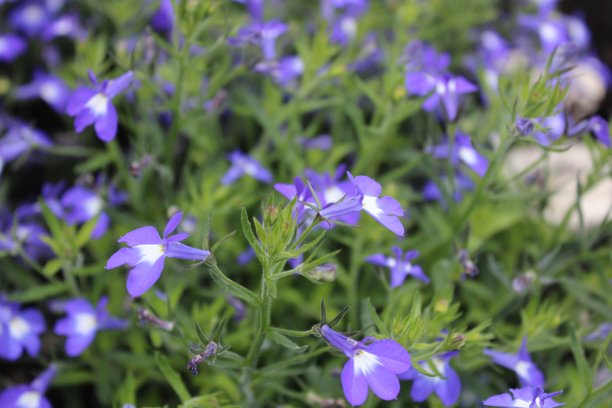 lobelia