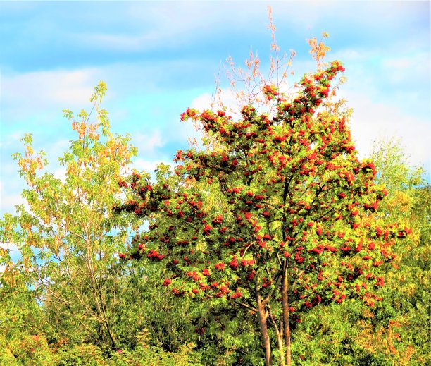 rowan