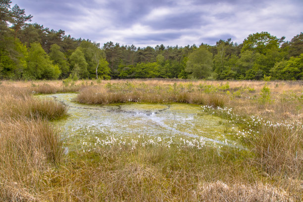 fen