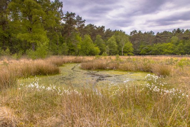 fen