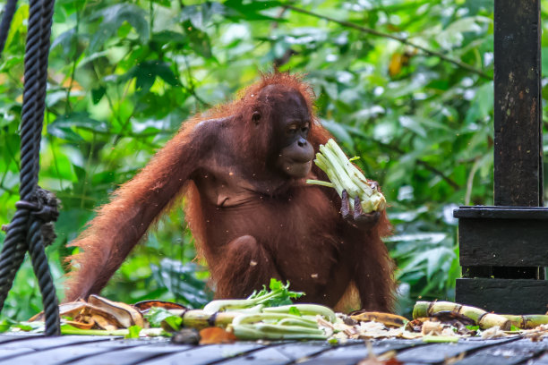 kalimantan
