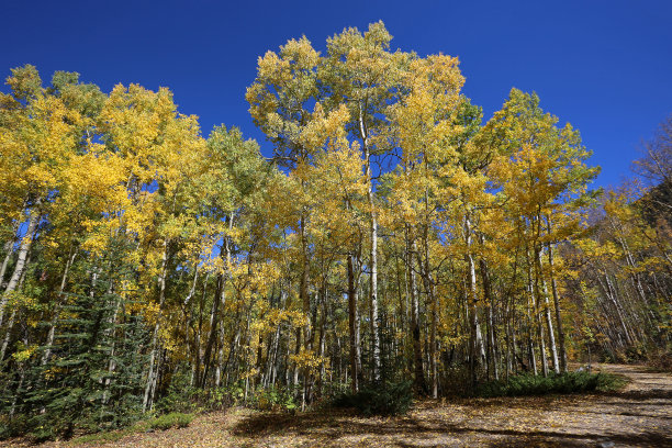 aspen