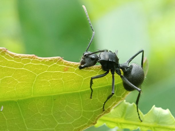 arthropod