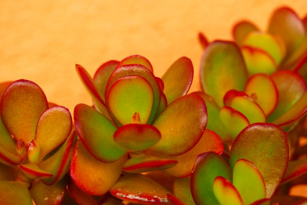 crassula