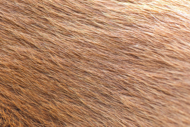 hairs