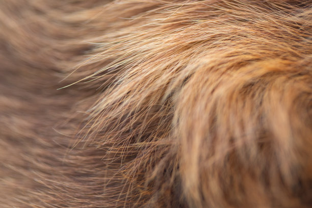 hairs