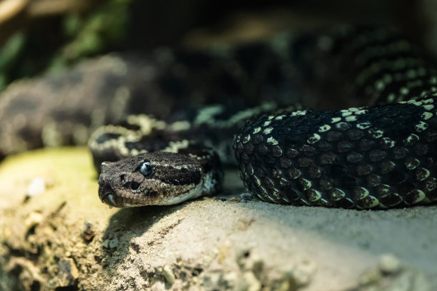 adders