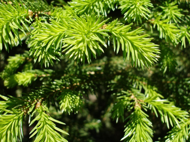 spruce