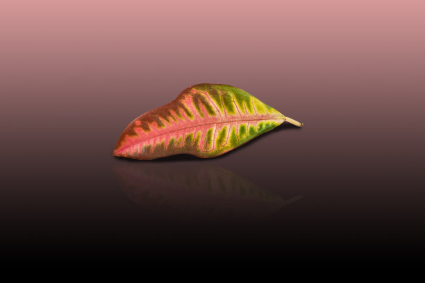 codiaeum