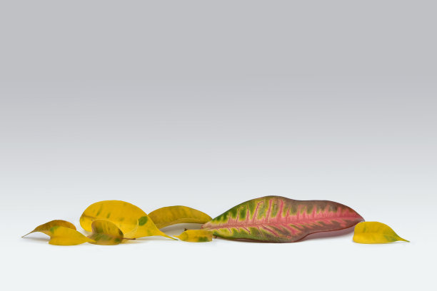 codiaeum