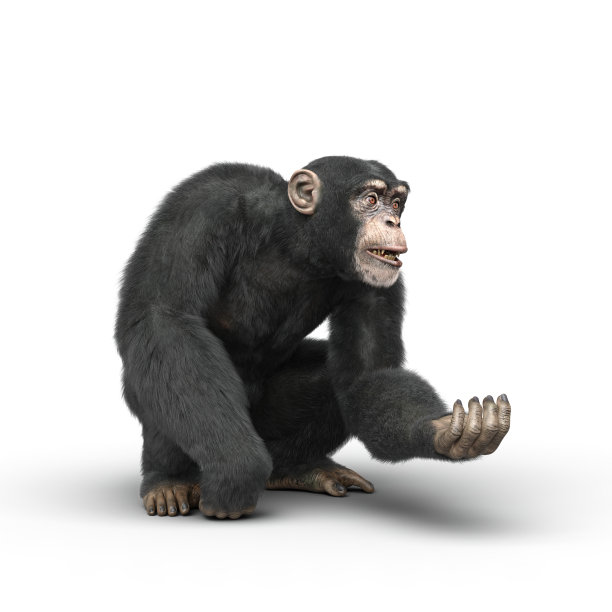 ape
