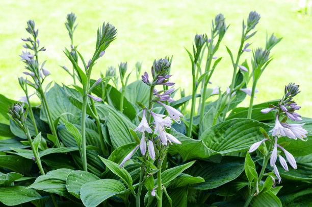 hosta
